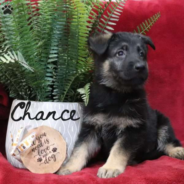 Chance, German Shepherd Puppy